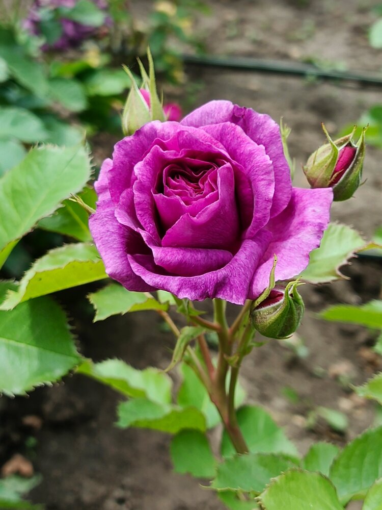 Photograph by Наталья Покрепина