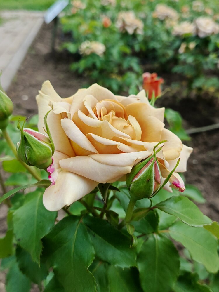 Photograph by Наталья Покрепина
