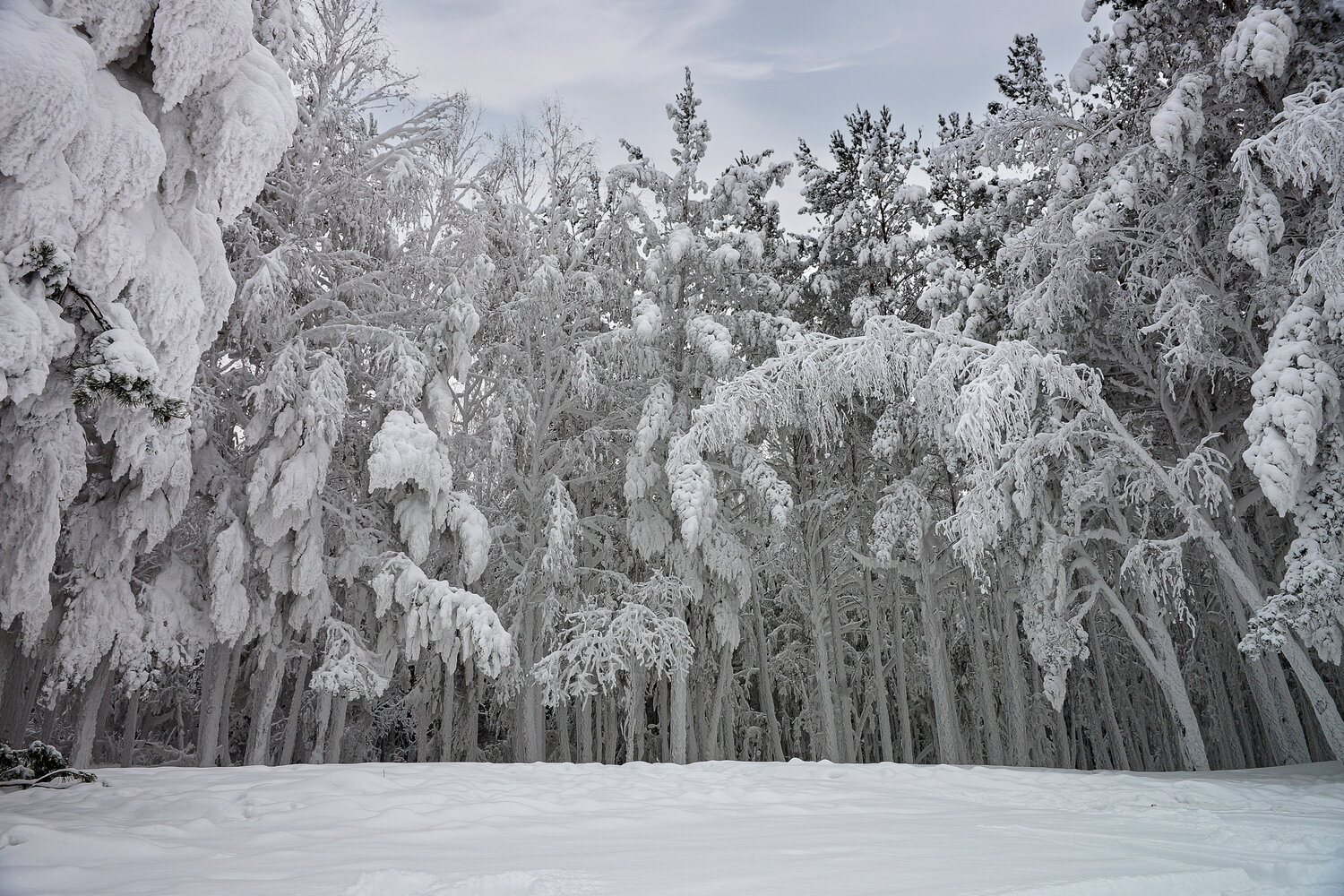 Photo #13848490