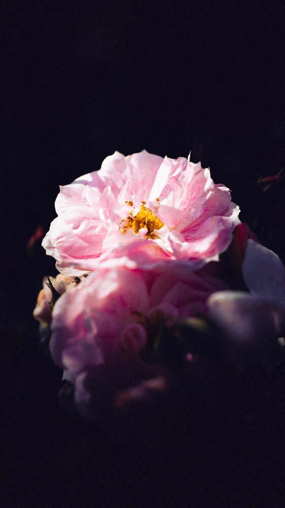 Photograph by Misha Bondarev