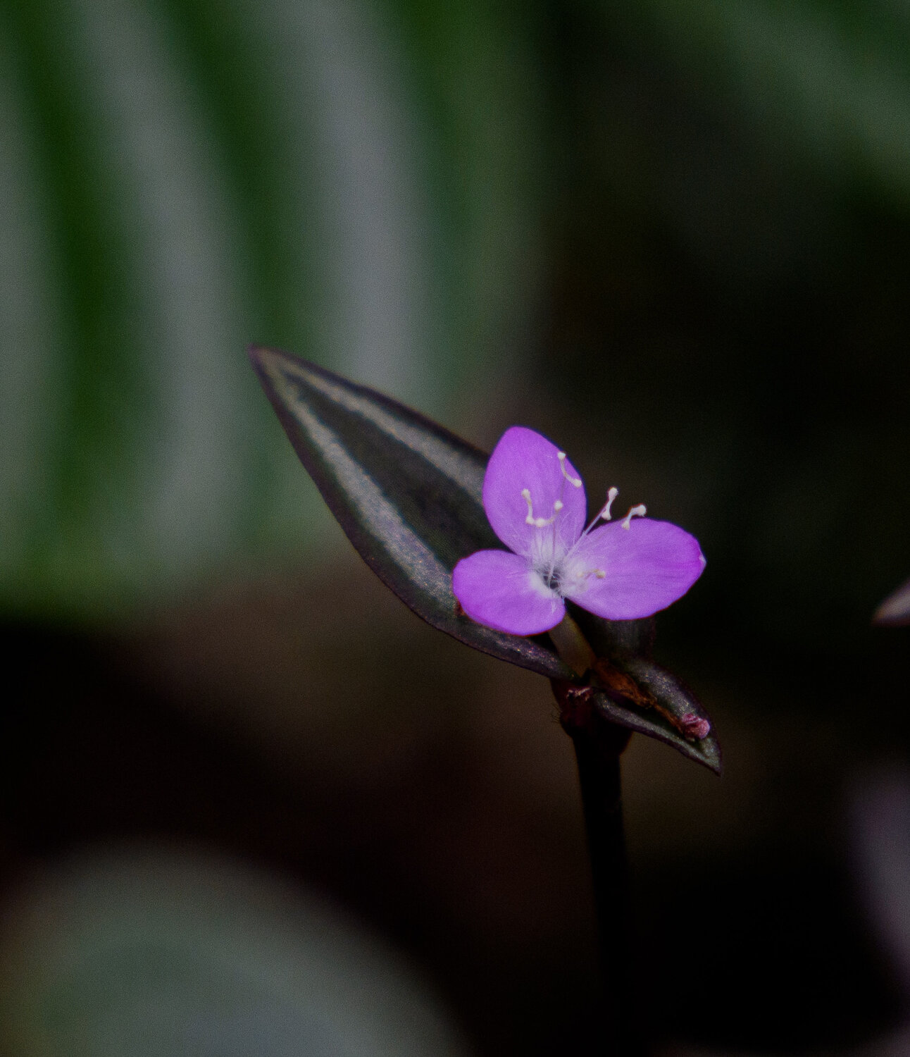 Photo #13848620