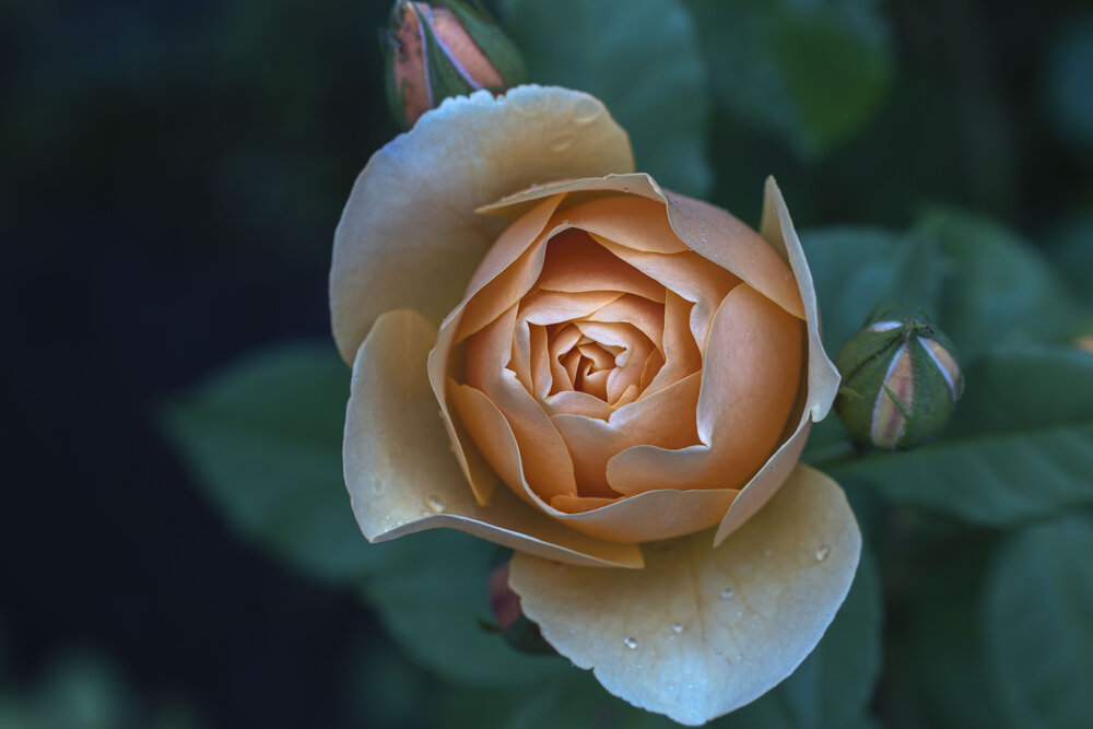 Photograph by Борис Полтавец