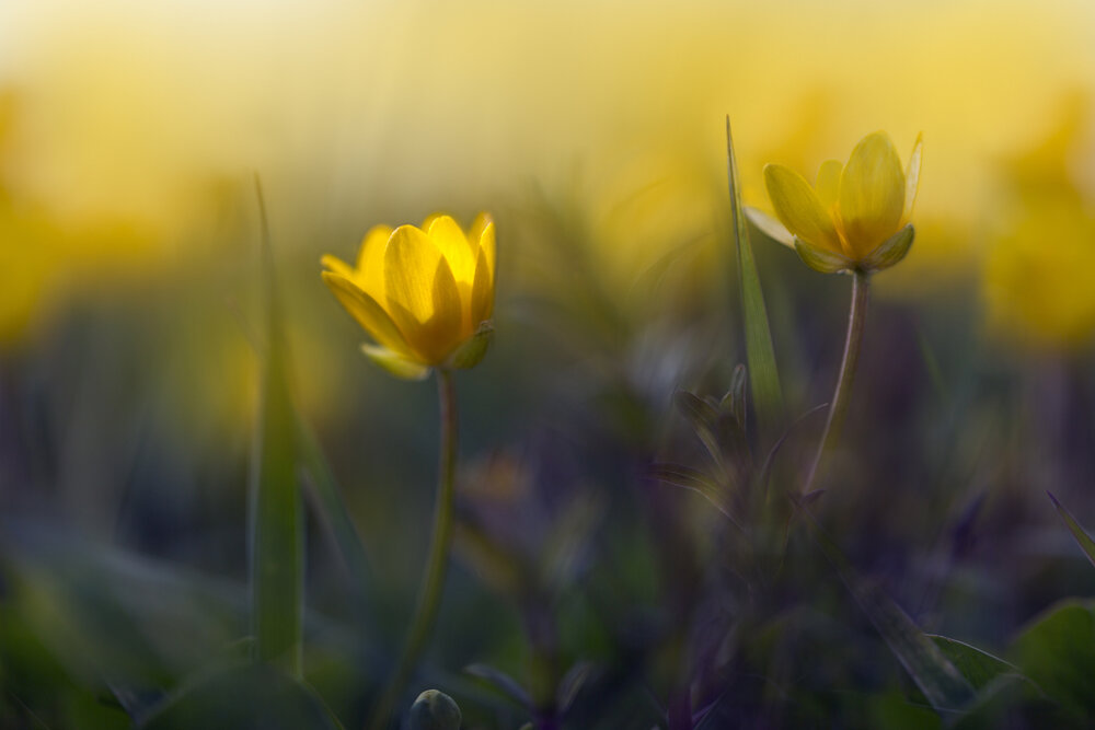 Photograph by Мила Миронова