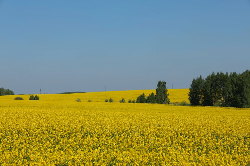 Photograph by Марина Иванникова