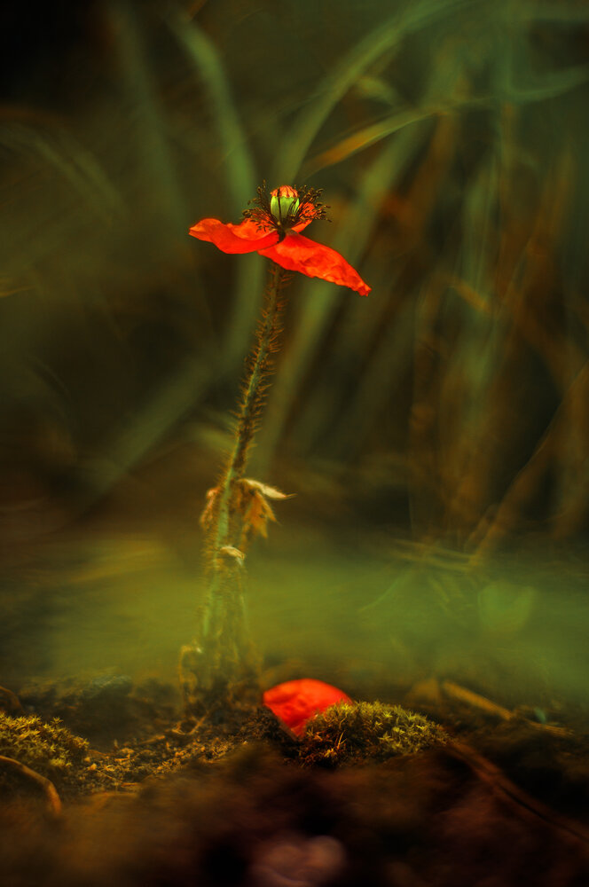 Photograph by Valeria Azamat