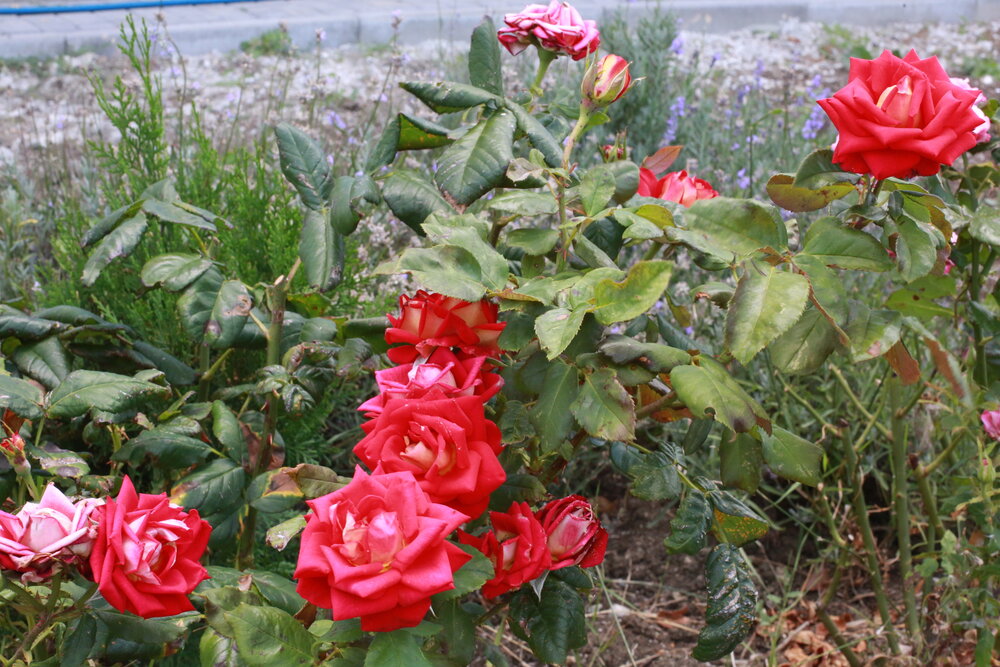 Photograph by Ольга Шабалина