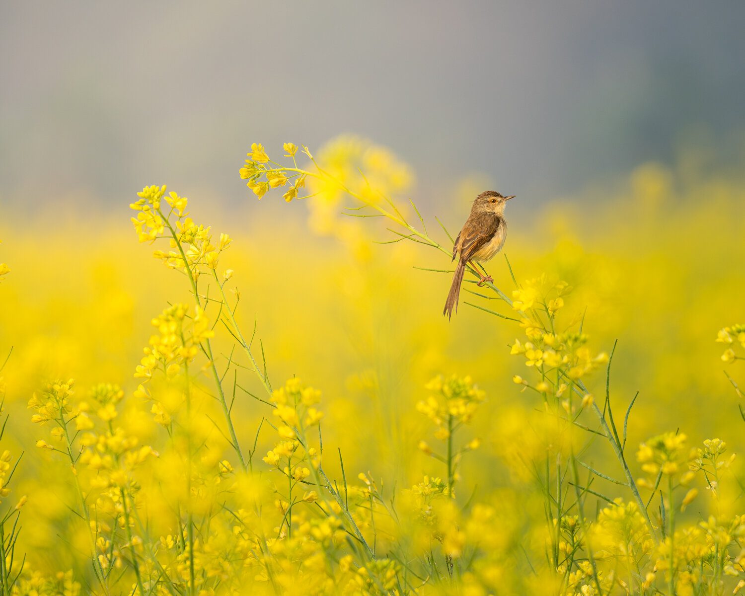 A Whisper in Gold