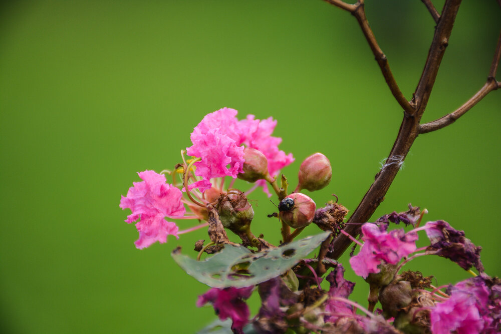 Photograph by Saikat Singha
