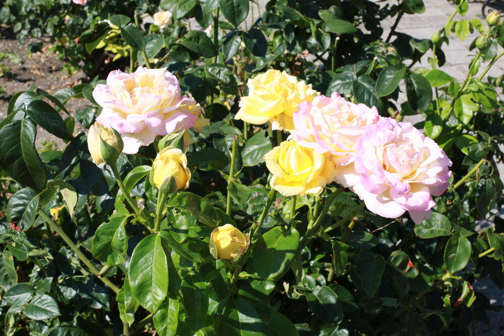 Photograph by Ольга Шабалина