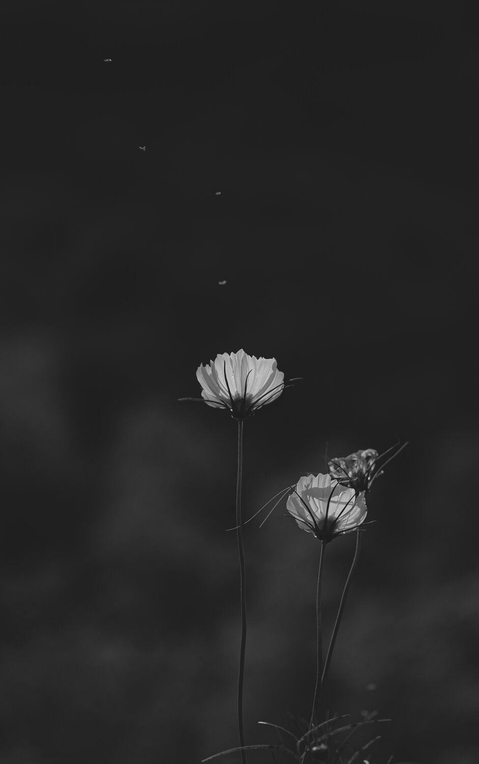 Cosmos and Flying Insects