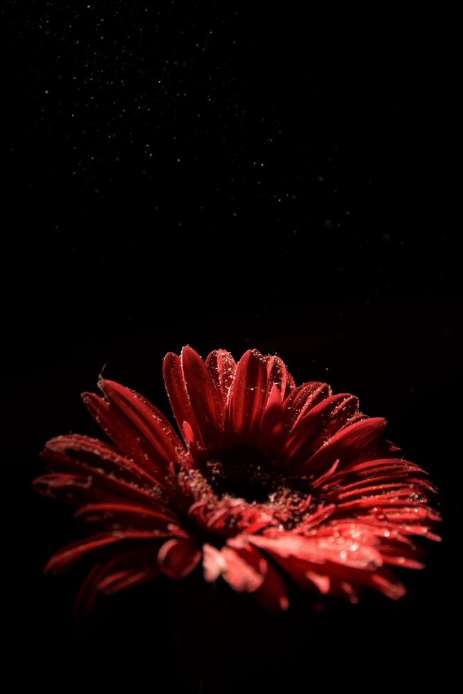 Photograph by Королева Екатерина