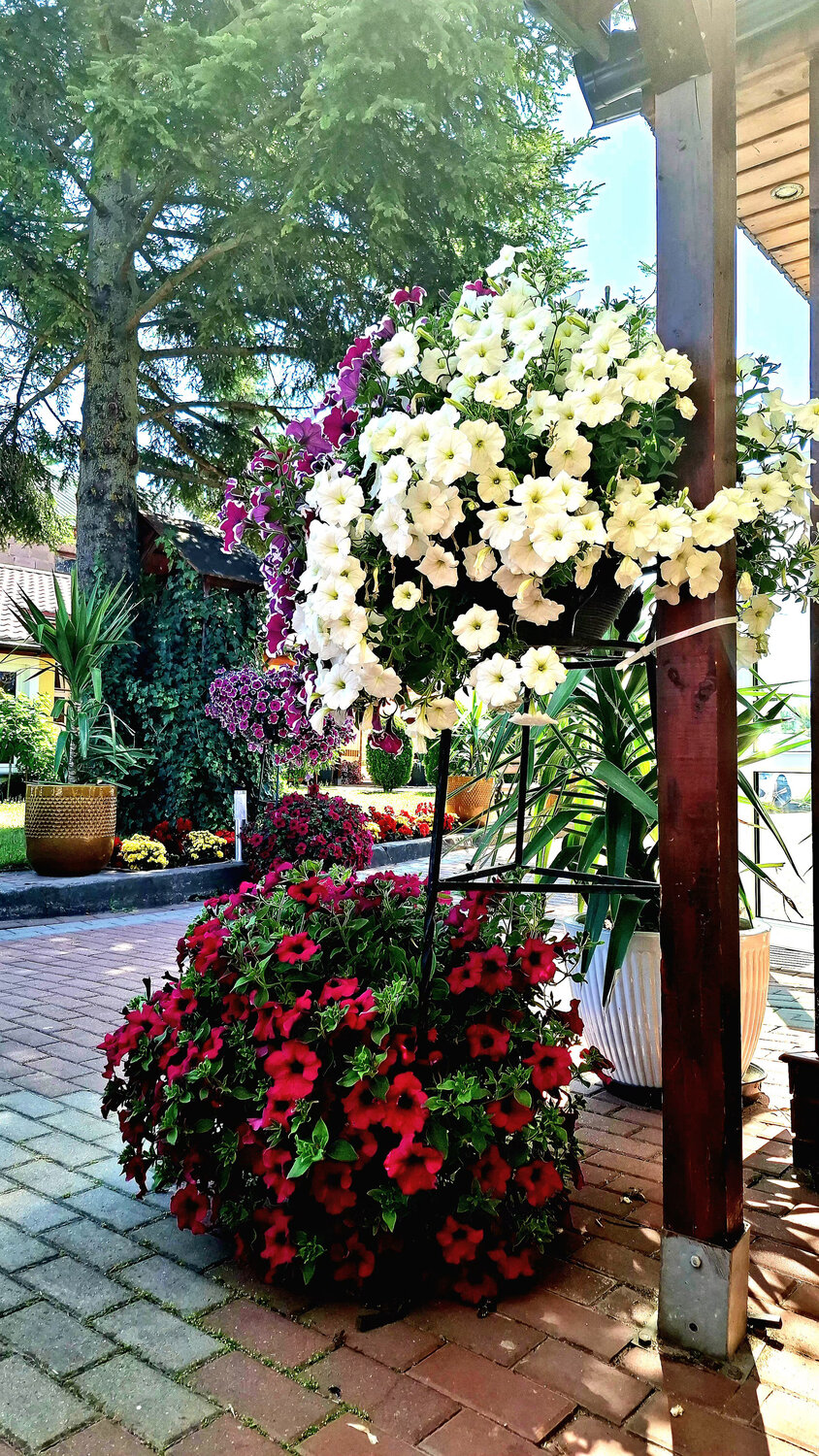 Floral Cascades and Quiet Paths