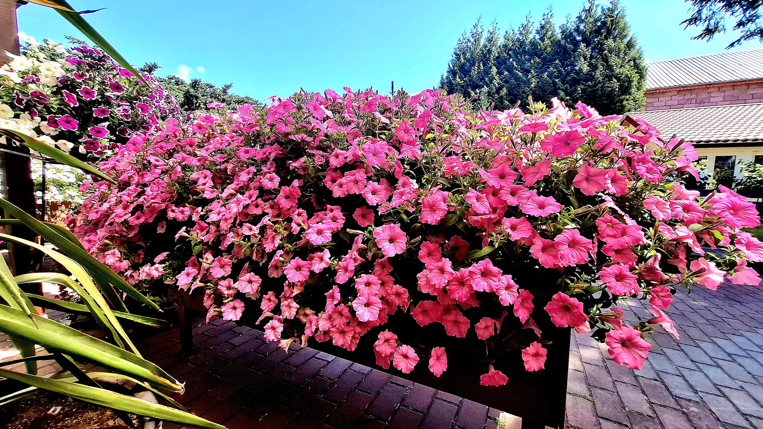 Vibrant Summer Cascade