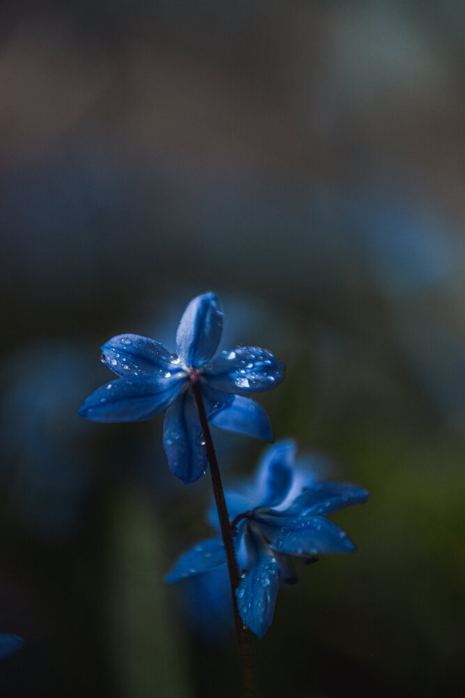 Photograph by Королева Екатерина