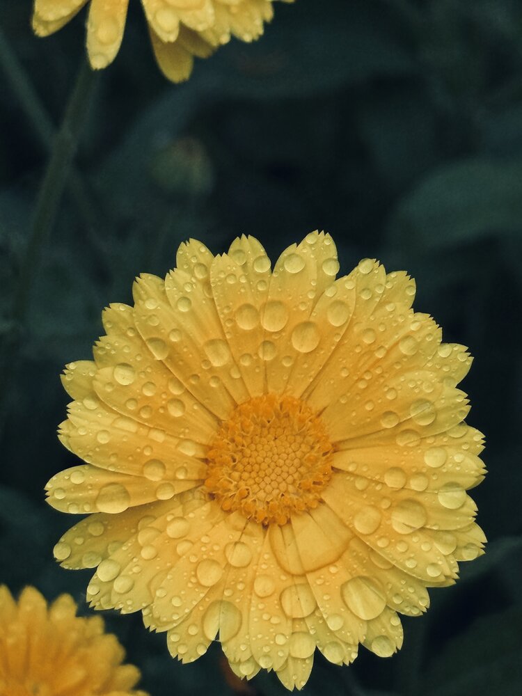 Photograph by Elena Menshikova