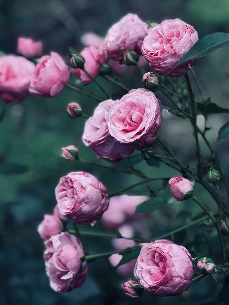 Photograph by Elena Menshikova
