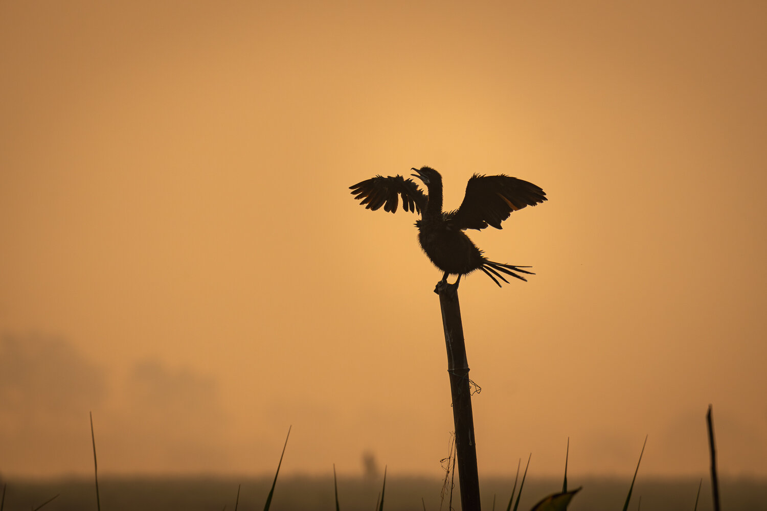 First Light