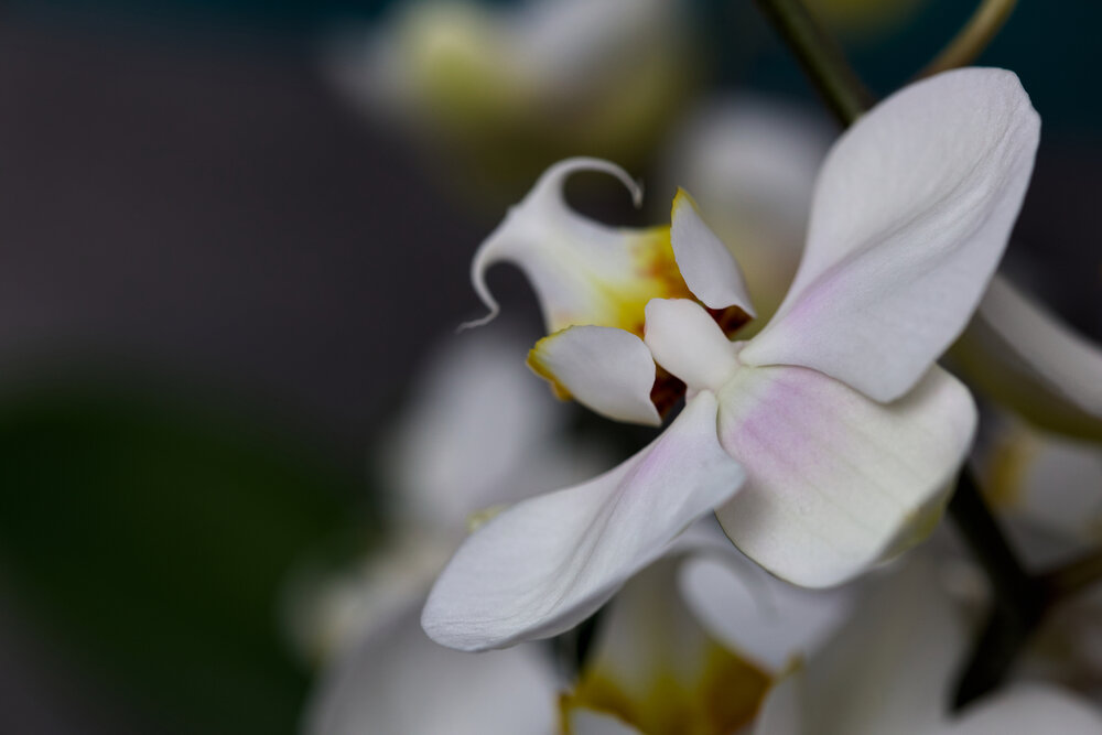 Photograph by Роман Соложенкин