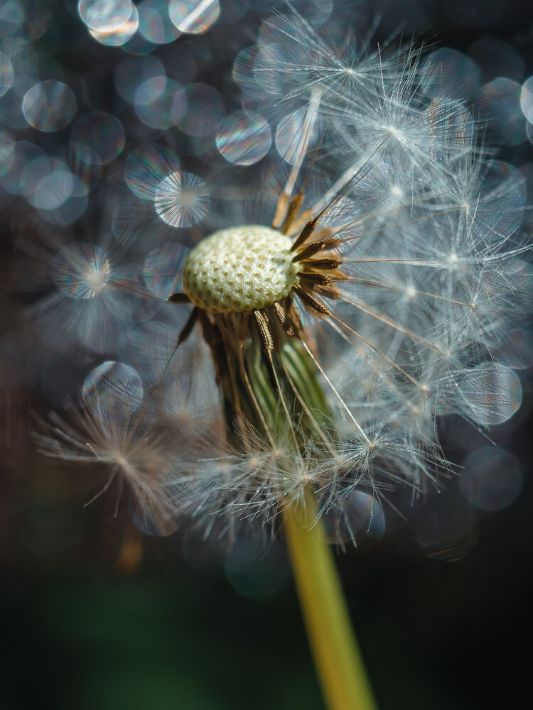 Photograph by Ирина Протченко