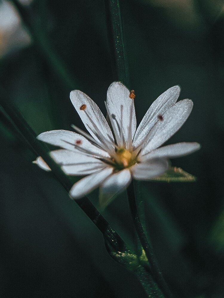 Photograph by Наталья Тополевская
