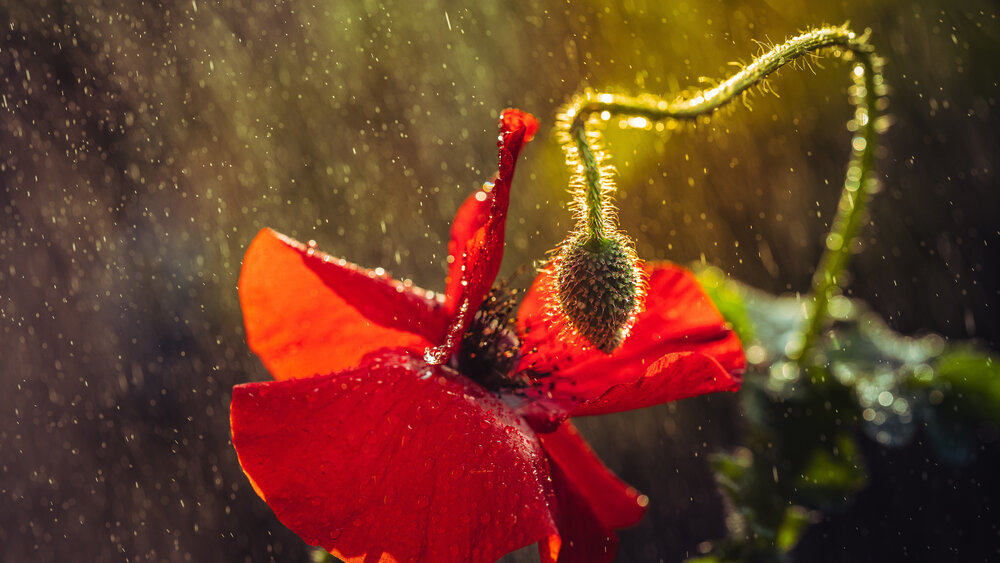 Photograph by Николай Захаров