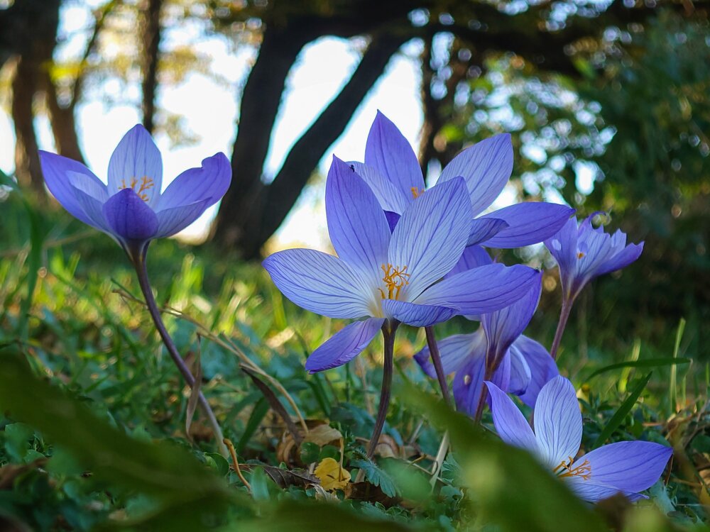 Bieberstein\'s Crocus.