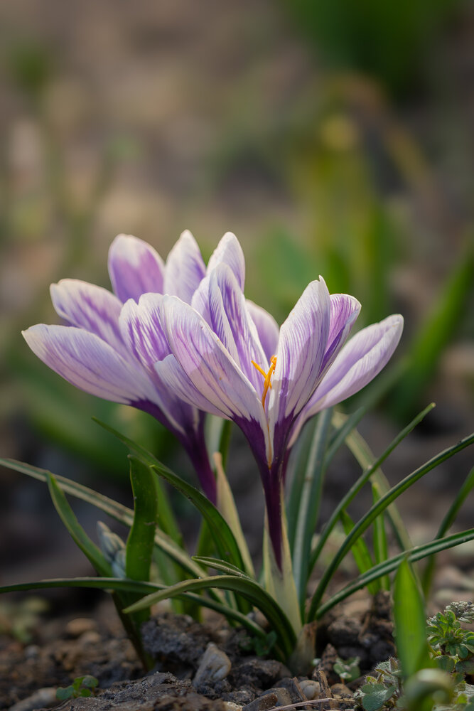 Photograph by Flora Sz.