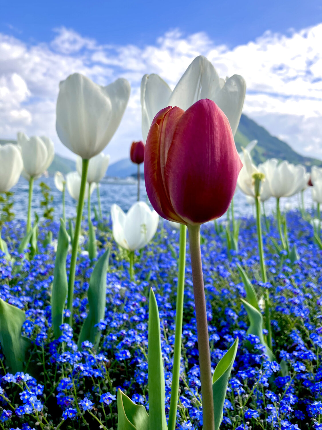 Fairyland