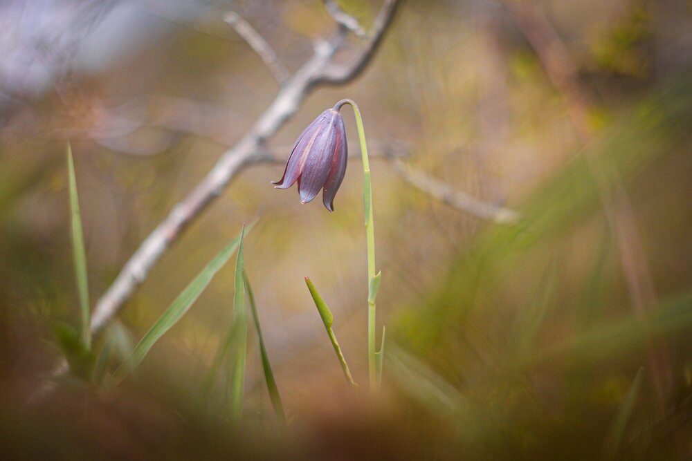 Caucasian Fritillary.