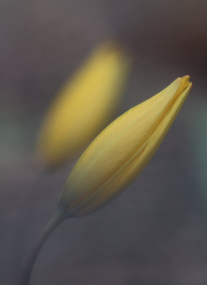 Photograph by Алла Никушкина