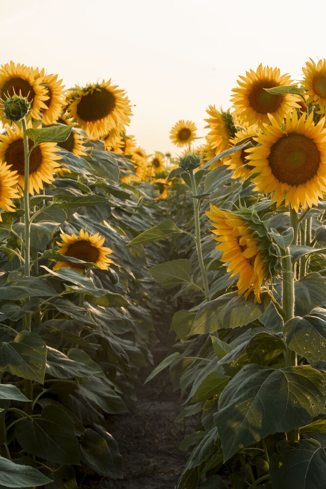 La magia dei girasoli