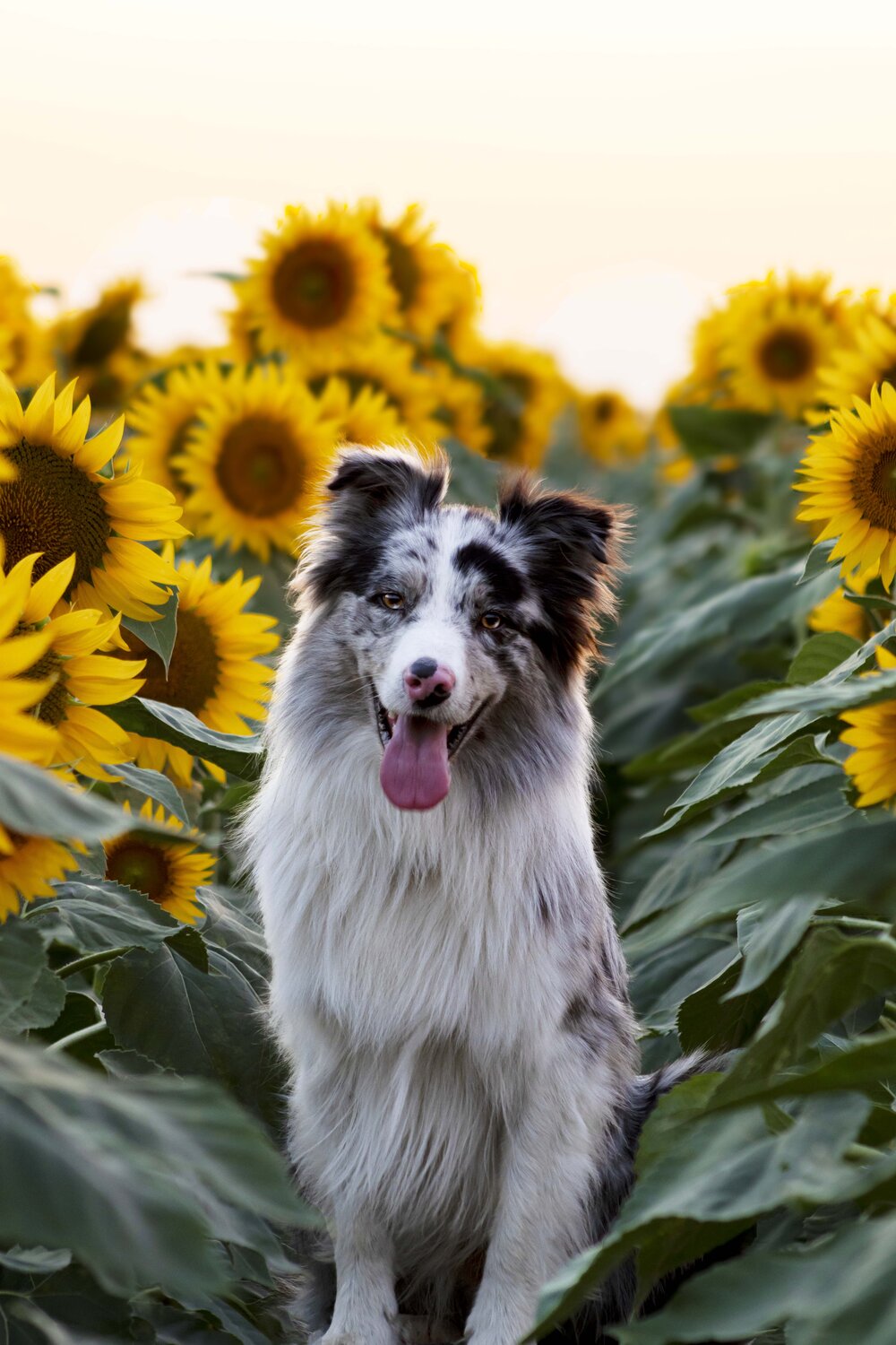 I only see sunflowers