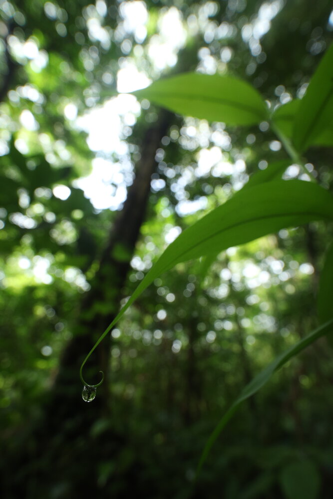 A life sustaining drop...