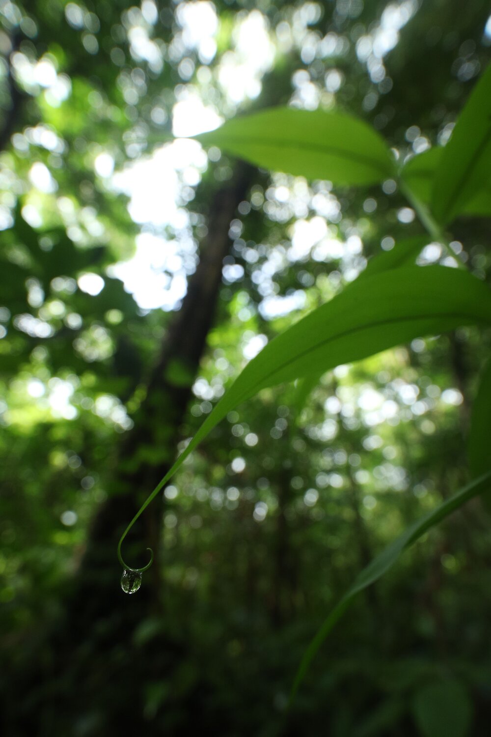 A life sustaining drop...