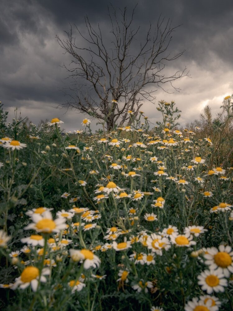 Photograph by Daniel Villalba Garcia