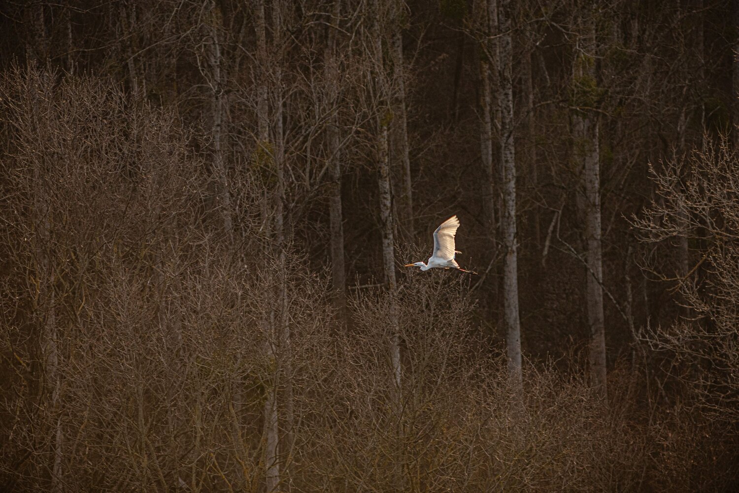 Photo #13849588