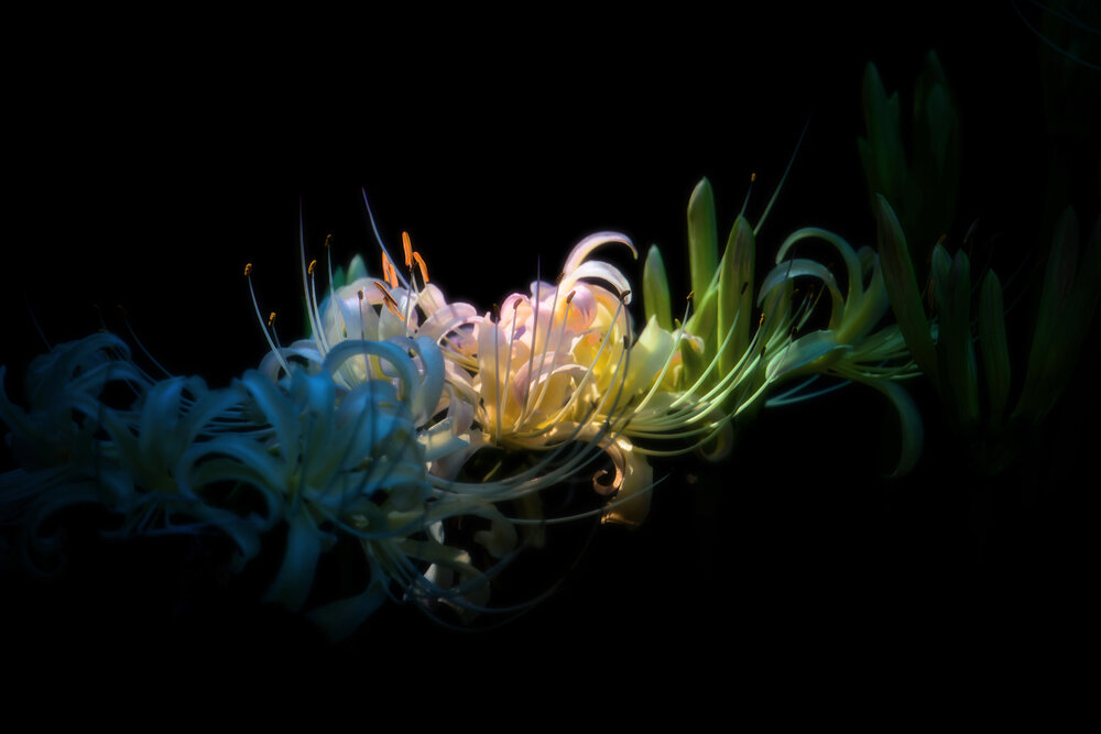 COLORS