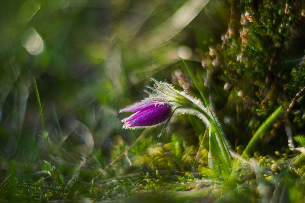Photograph by Александра Плискова
