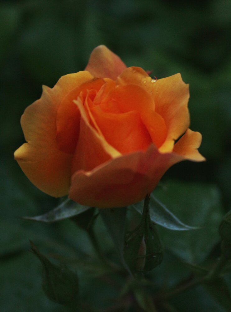 Photograph by АЛЛА ТАРАСЕНКО