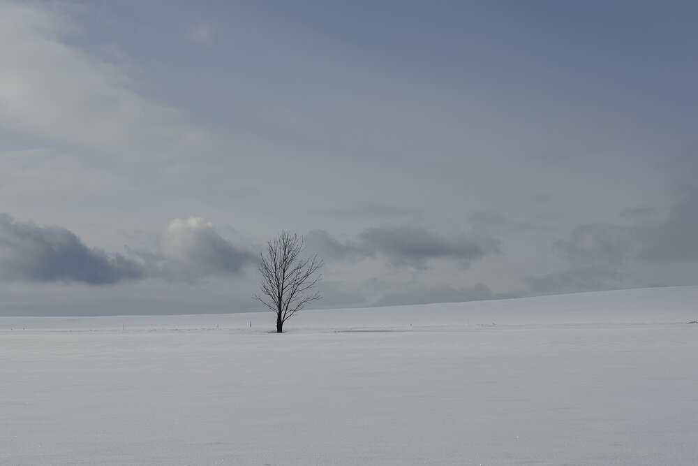 Photograph by CHANPANICHKIJJAKARN YUKONART