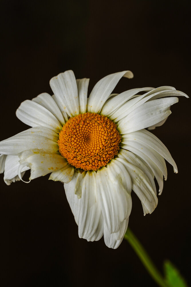 Photograph by Zhenia Vladimirova
