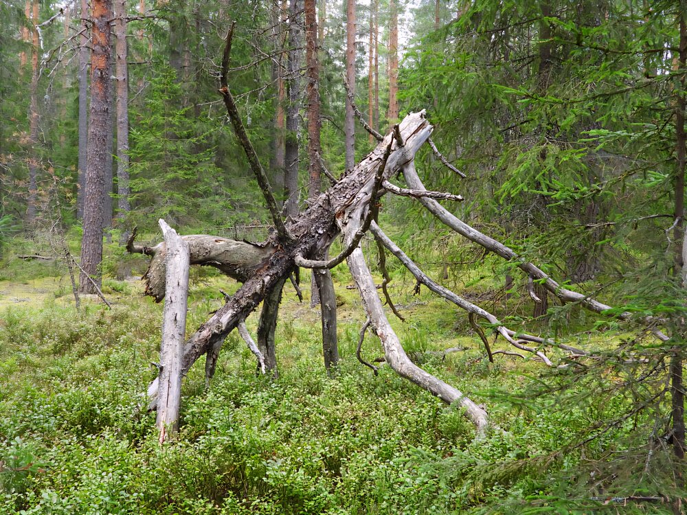 Фотография автора Александр Шаварин