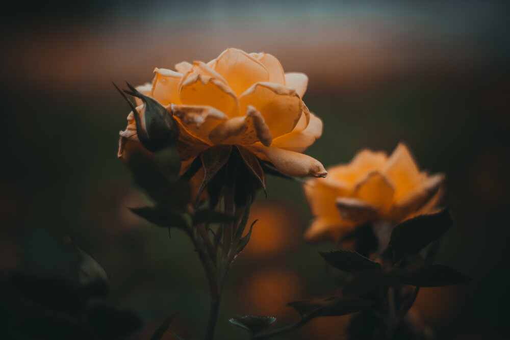 Photograph by Оксана О.