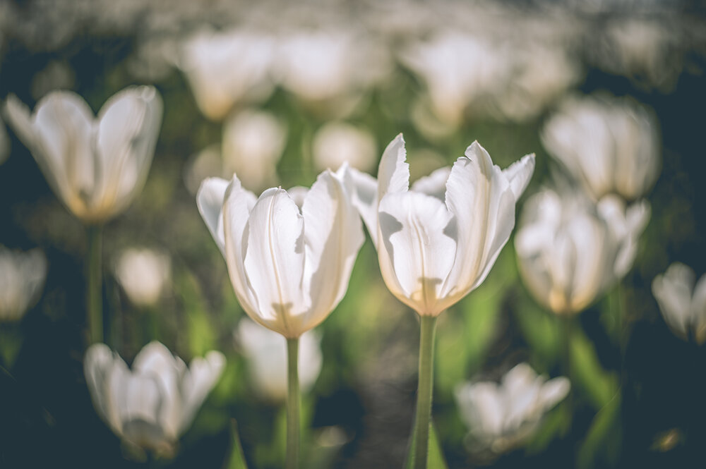 Photograph by Оксана О.