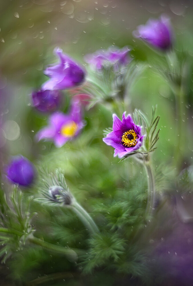 Photograph by S. Dana