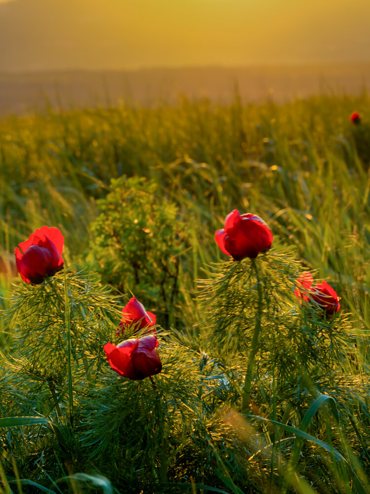 Photograph by Igor Maksimenko