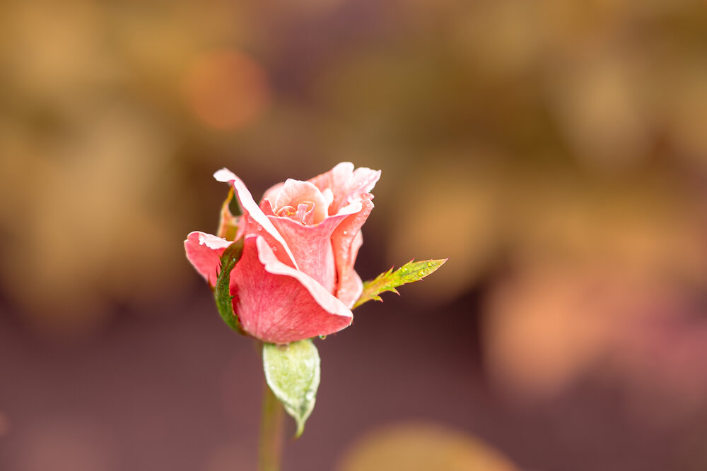 Фотография автора Лупина Михаил