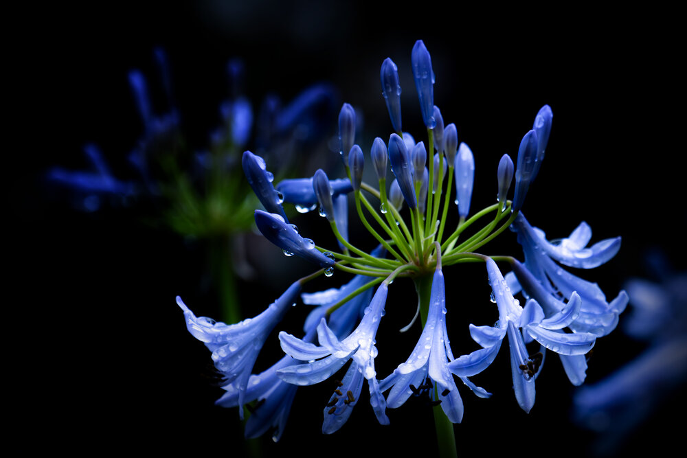 Blue Chandelier