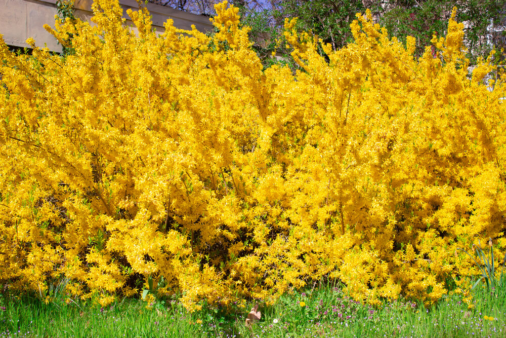 A magnificent wide shot of a massive blooming yellow forsythia bush growing next to a green grass field in a sunny spring park