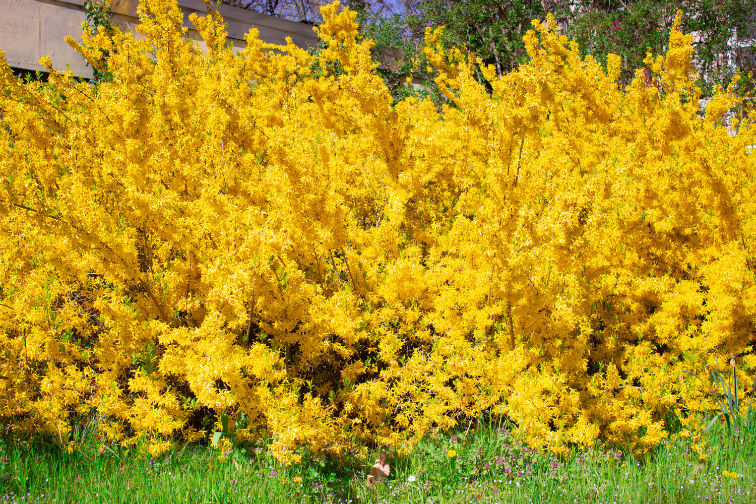 A magnificent wide shot of a massive blooming yellow forsythia bush growing next to a green grass field in a sunny spring park
